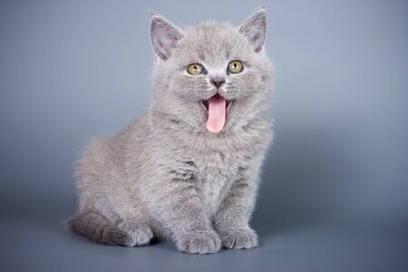 British kitten on grey backgroundの写真素材