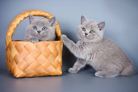 British kitten on grey backgroundの写真素材