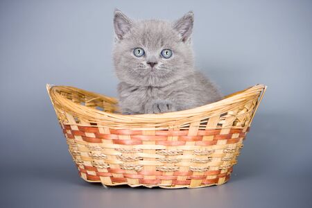 British kitten on grey backgroundの写真素材