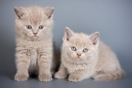 British kittens on grey backgroundsの写真素材