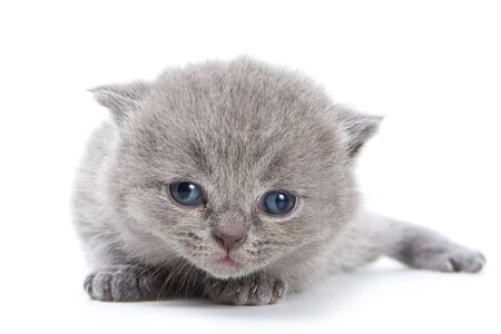 British kitten on white backgroundsの写真素材