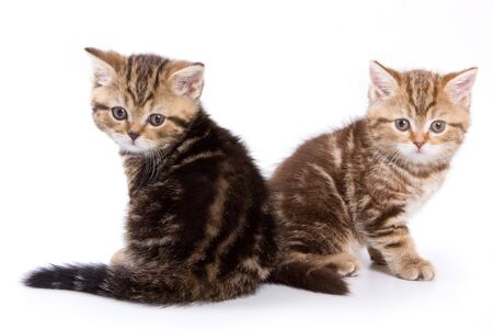 British kittens on white backgroundsの写真素材