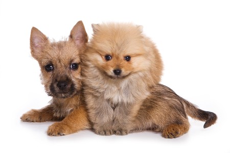Terrier puppy isolated on white