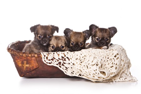 Chihuahua puppy on white backgroundの写真素材