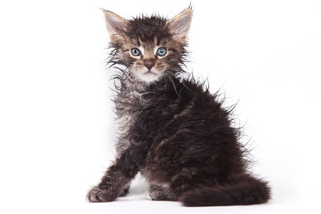 Sibirian cat isolated on whiteの写真素材