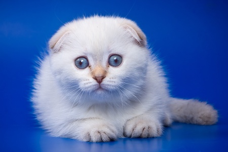 Scottish Fold kitten on blue backgroundの写真素材