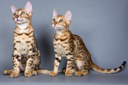 Bengal kitten on grey backgroundの写真素材