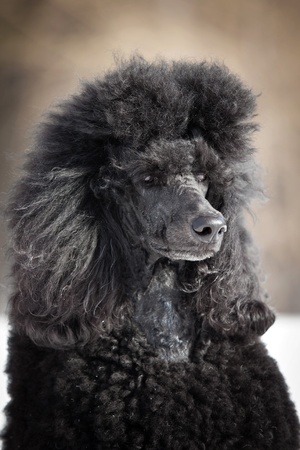 Black Poodle in outdore settingsの写真素材