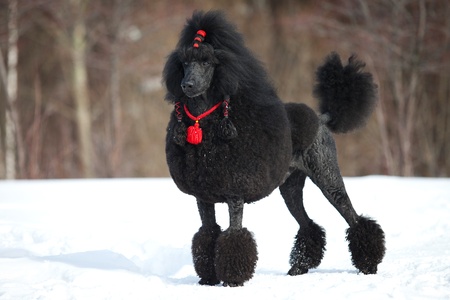 Black Poodle in outdore settingsの写真素材