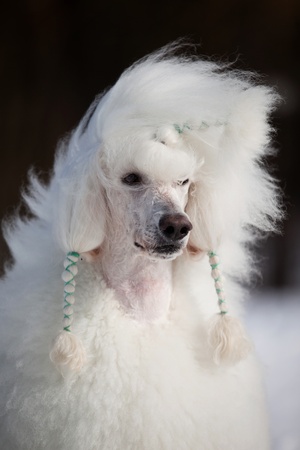 White poodle in outdore settingsの写真素材