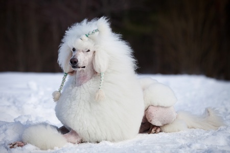 White poodle in outdore settingsの写真素材