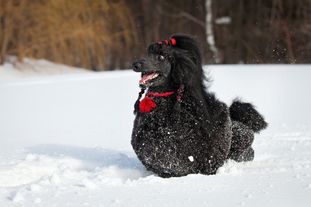 White poodle in outdore settingsの写真素材