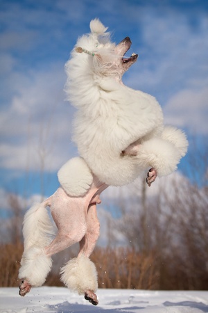 White poodle in outdoor settingsの写真素材