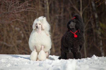 White poodle in outdoor settingsの写真素材