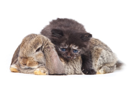 Kitten and rabbit on whiteの写真素材