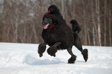 Black Poodle in outdoor settingsの写真素材