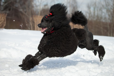 Black Poodle in outdoor settingsの写真素材