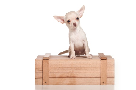 Chihuahua dog on white backgroundの写真素材