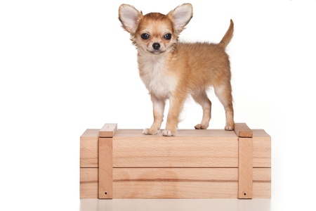 Chihuahua dog on white backgroundの写真素材