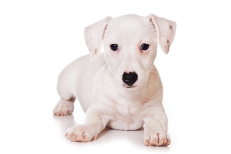 Jack Russell Terrier isolated on whiteの写真素材
