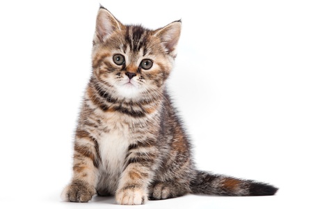 British kitten on white background