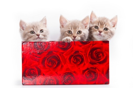 British kitten on white backgroundの写真素材