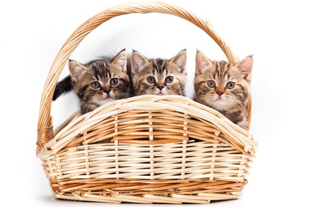 British kitten on white backgroundの写真素材