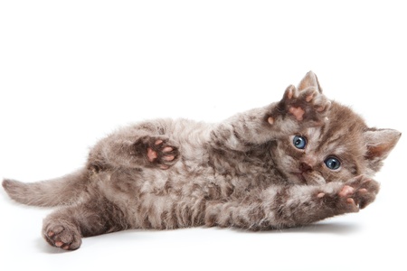 Selkirk Rex kitten on whiteの写真素材