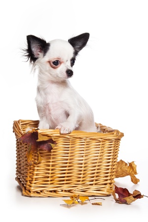 Chihuahua puppy on white backgroundの写真素材