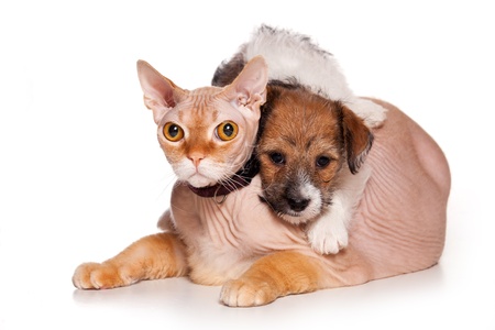 Jack Russell and  cat on whiteの写真素材