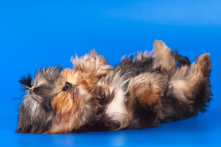 Yorkshire Terrier dog on whiteの写真素材