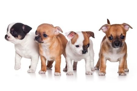 Chihuahua puppy on white backgroundの写真素材