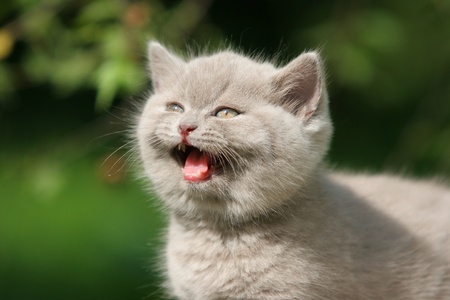 British kitten on white backgroundの写真素材
