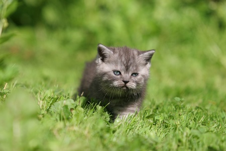 British kitten in green grassの写真素材