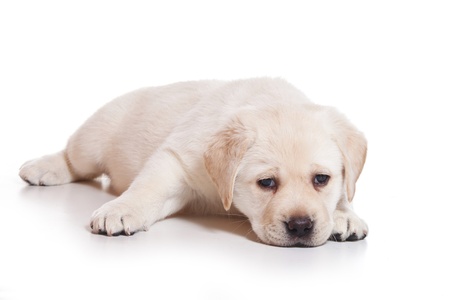 Little Labrador puppy on white backgroundの写真素材