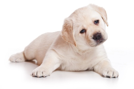 Little Labrador puppy on white backgroundの写真素材