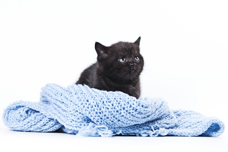 Grey Little Kitten on white backgroundの写真素材