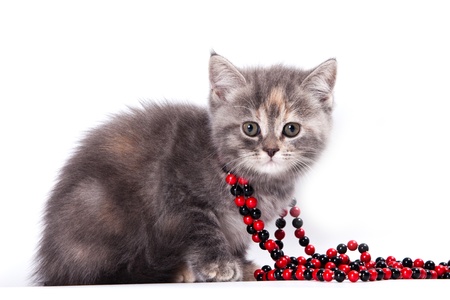 Little Kitten on white backgroundの写真素材