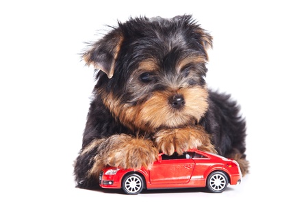Yorkshire terrier puppy on whiteの写真素材