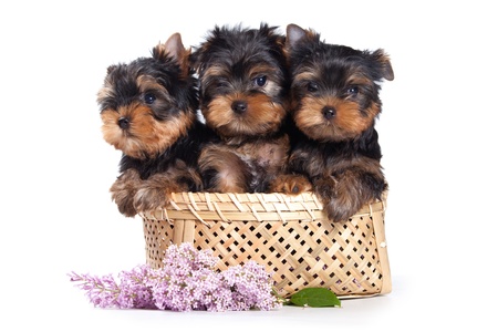 Yorkshire terrier puppy on whiteの写真素材