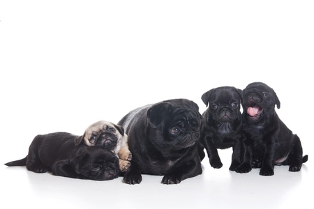 Several pug puppies on white backgroundの写真素材