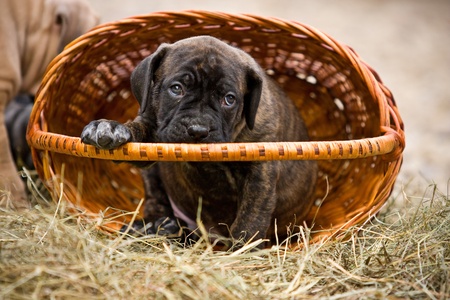 Dogo Canario puppy outdoor settingsの写真素材