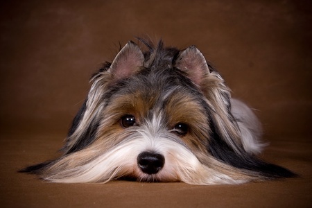 Yorkshire terrier puppy on backgroundの写真素材