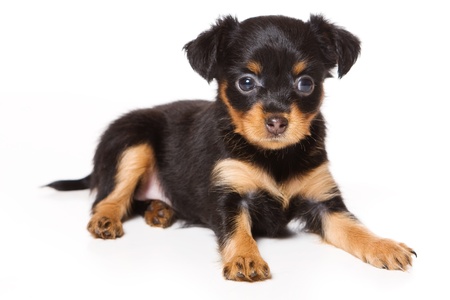Toy Dog puppy on whiteの写真素材
