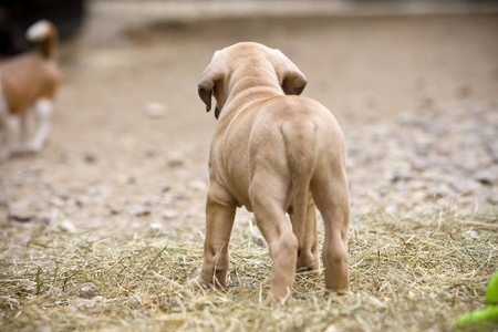 Dogo Canario puppy outdoor settingsの写真素材