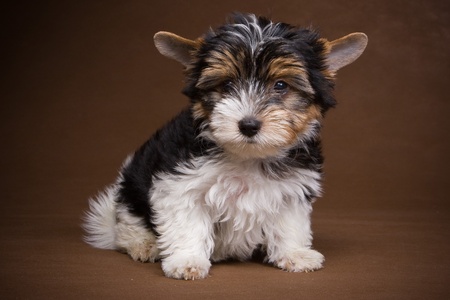 Yorkshire terrier puppy on backgroundの写真素材