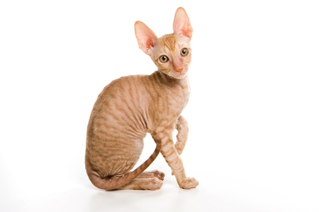 Sphinx kitten isolated on white