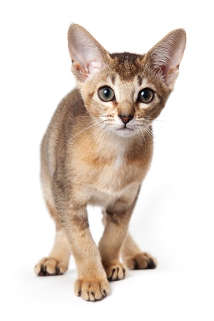 Abyssinian kitten on white backgroundの写真素材