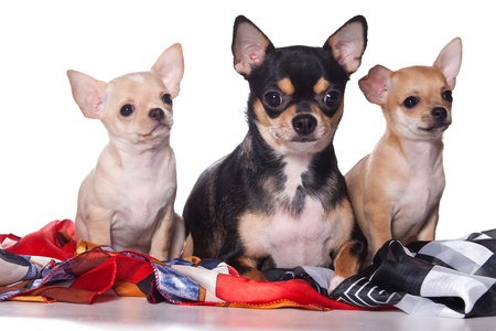 Chihuahua dog on white backgroundの写真素材
