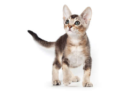 Abyssinian kitten on white backgroundの写真素材
